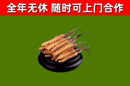 东丰回收冬虫夏草