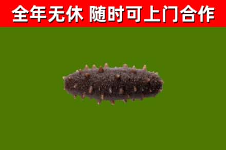 东丰回收海参干